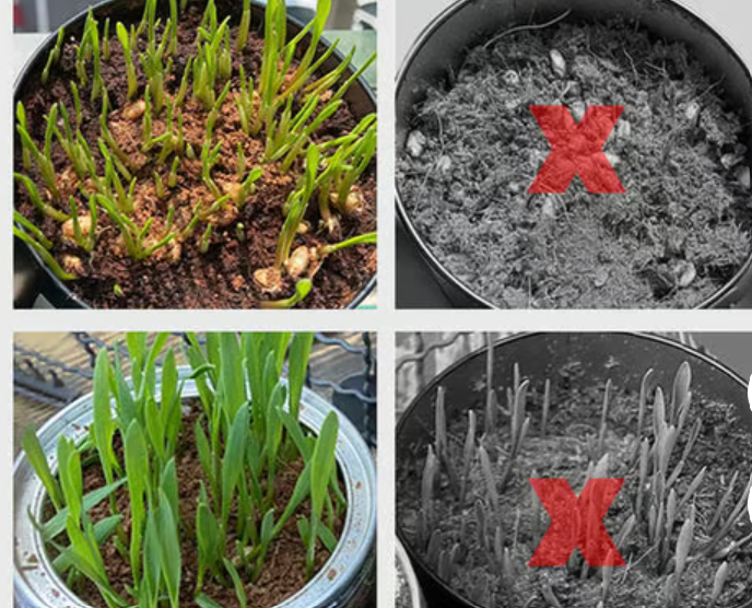 Organic Coconut Coir for Plants (BUY 5 GET 5 FREE)