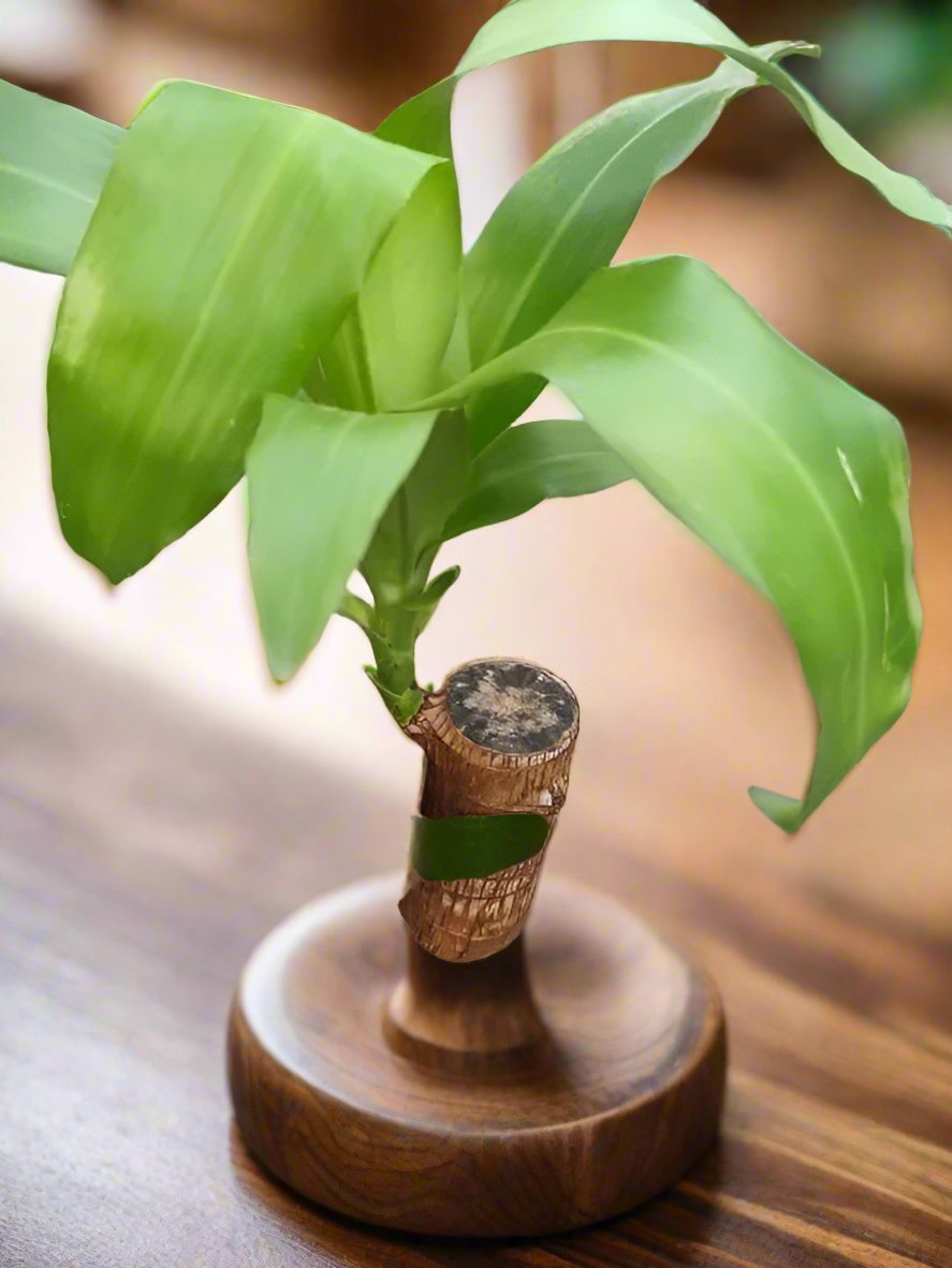 Lucky Brazil Wood Plant