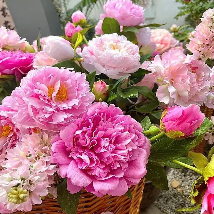 The Queen of Flowers -Peony Flower (BUY 10 GET 10 FREE)