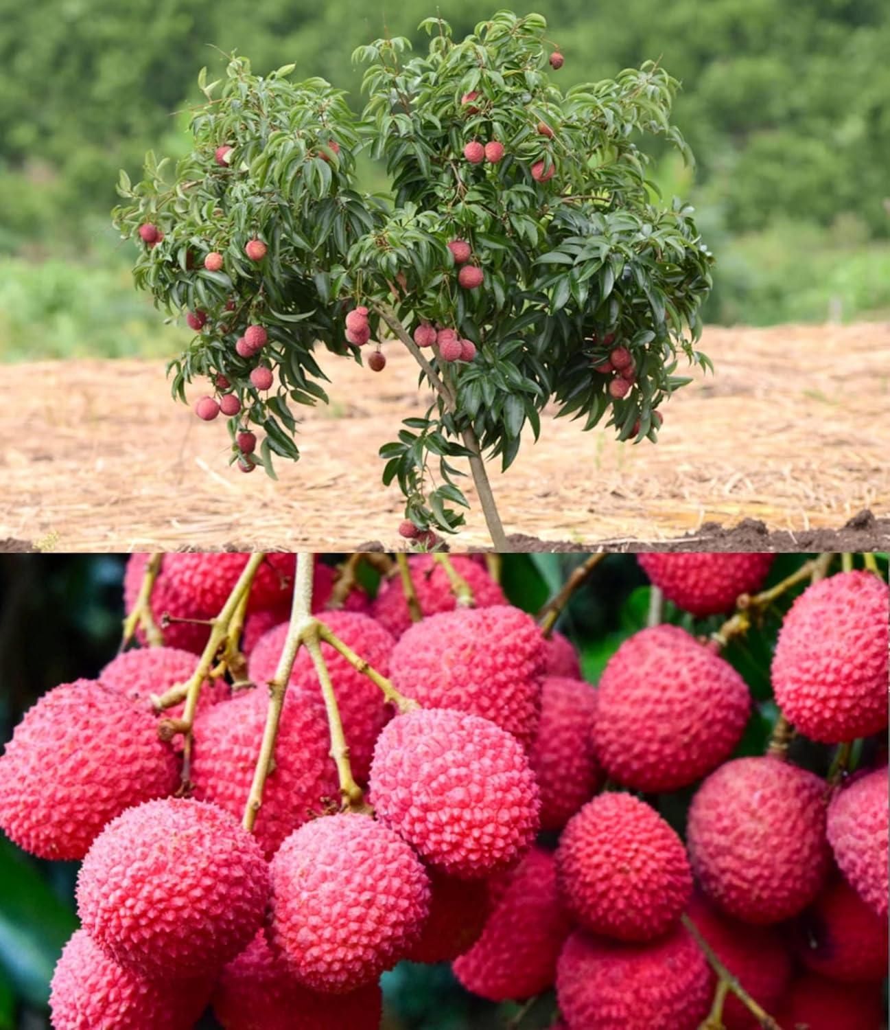 Healthy Lychee Fruit Seeds (Buy 5 get 15 free)