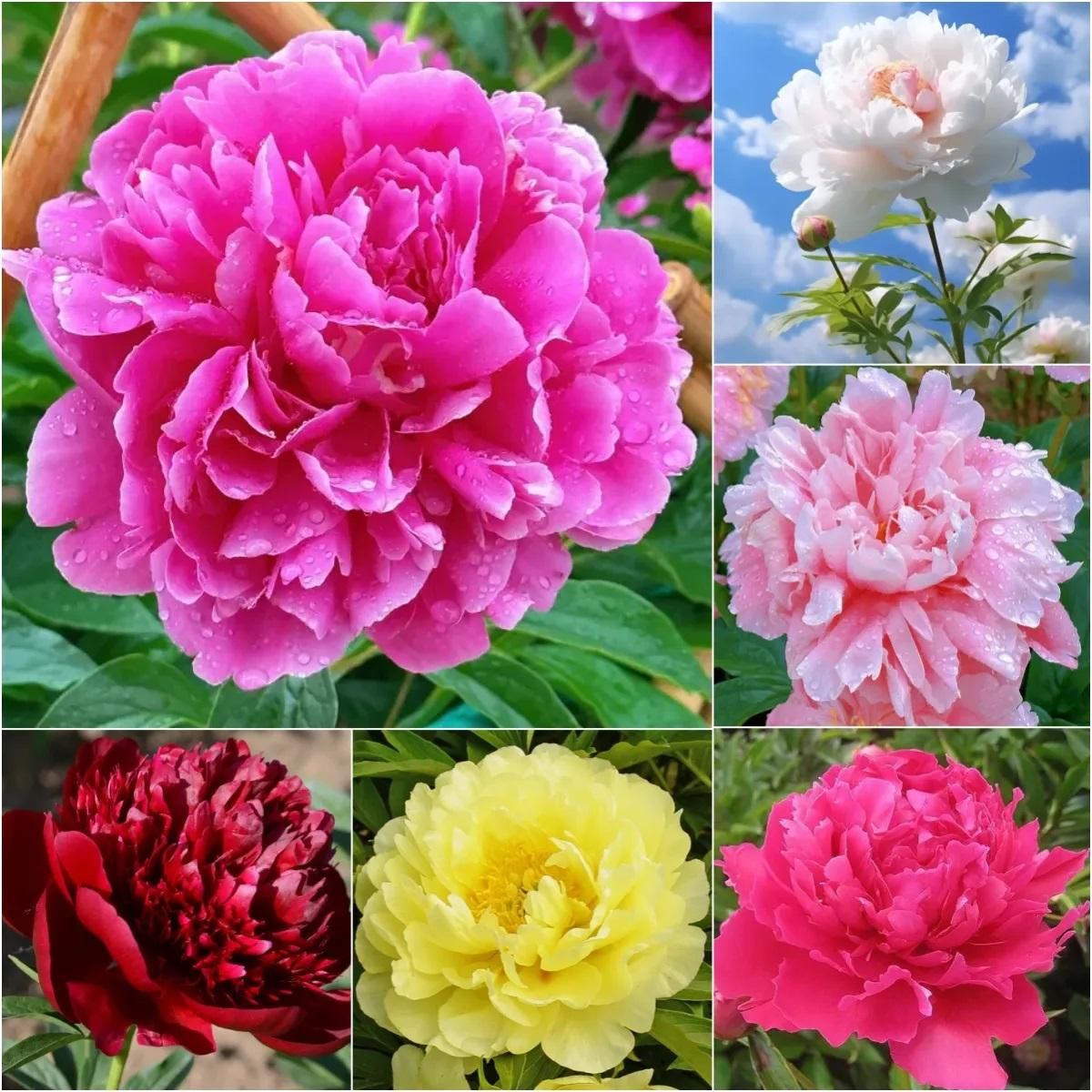 The Queen of Flowers -Peony Flower (BUY 10 GET 10 FREE)