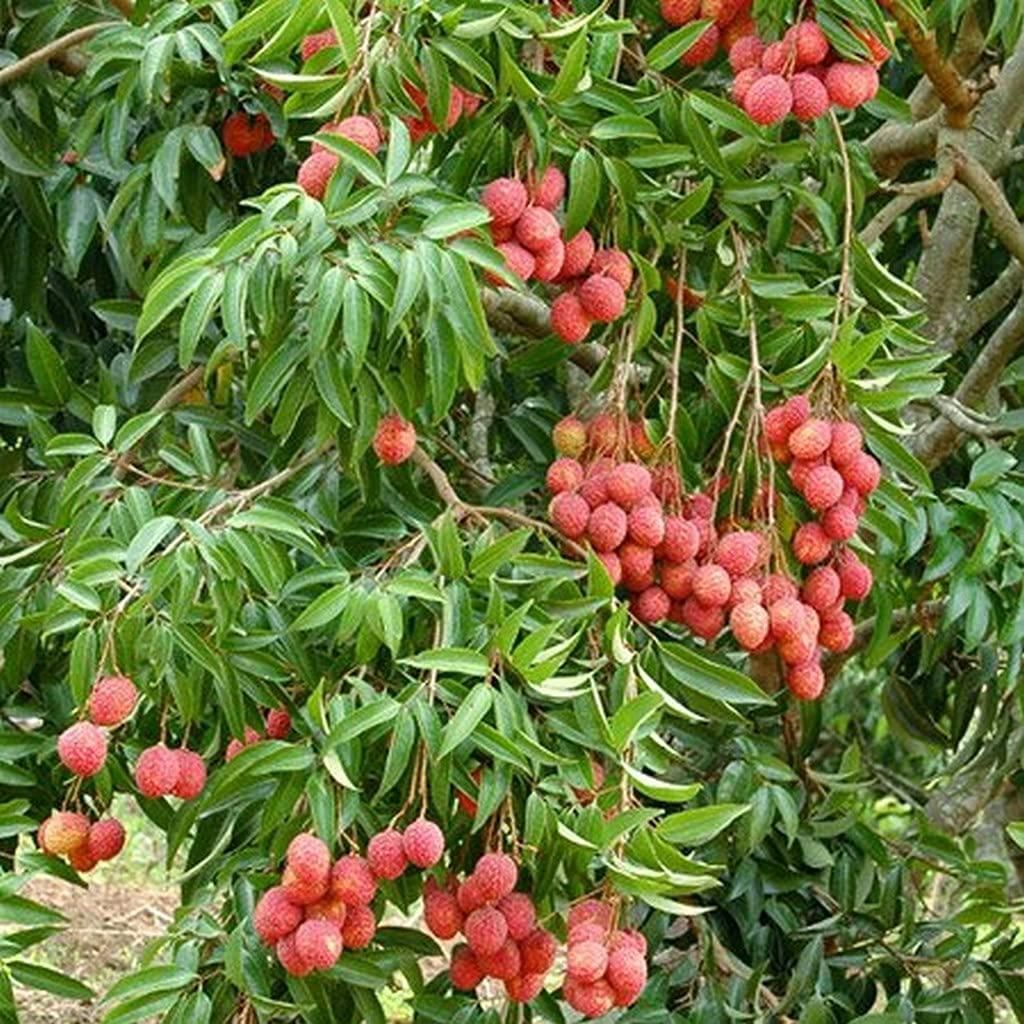 Healthy Lychee Fruit Seeds (Buy 5 get 15 free)