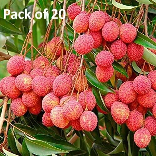 Healthy Lychee Fruit Seeds (Buy 5 get 15 free)