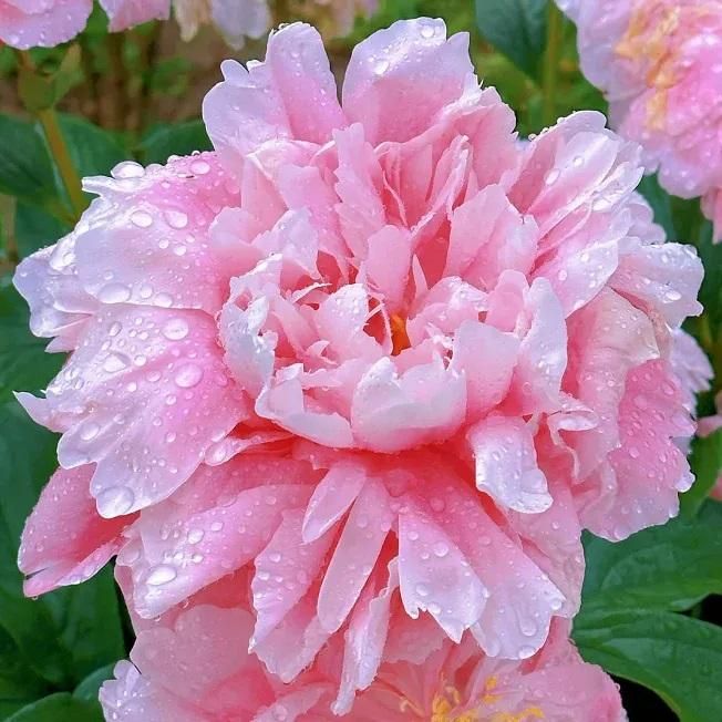 The Queen of Flowers -Peony Flower (BUY 10 GET 10 FREE)