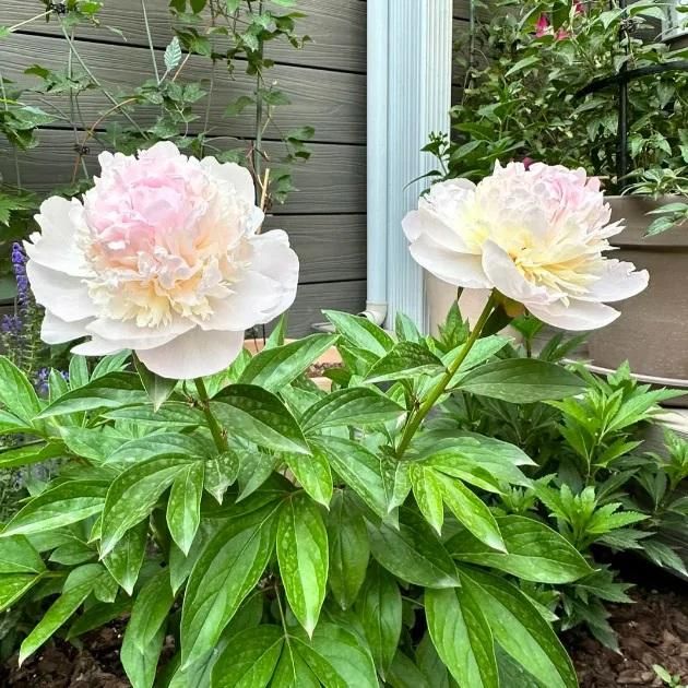 The Queen of Flowers -Peony Flower (BUY 10 GET 10 FREE)