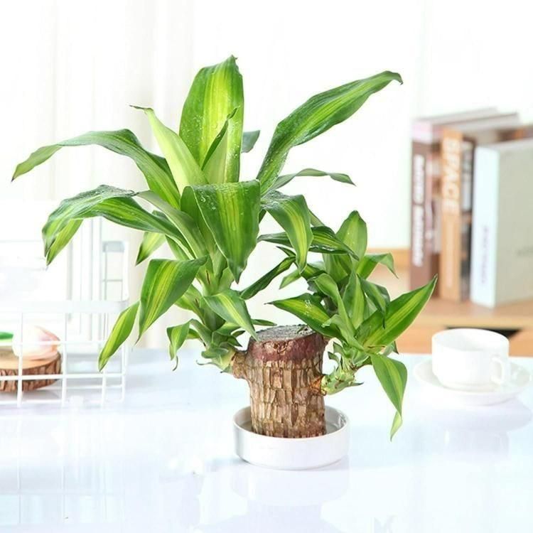 Lucky Brazil Wood Plant