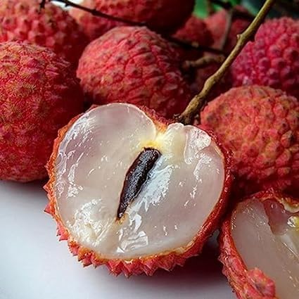 Healthy Lychee Fruit Seeds (Buy 5 get 15 free)