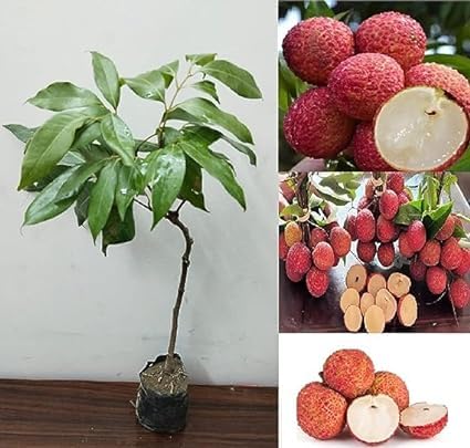 Healthy Lychee Fruit Seeds (Buy 5 get 15 free)