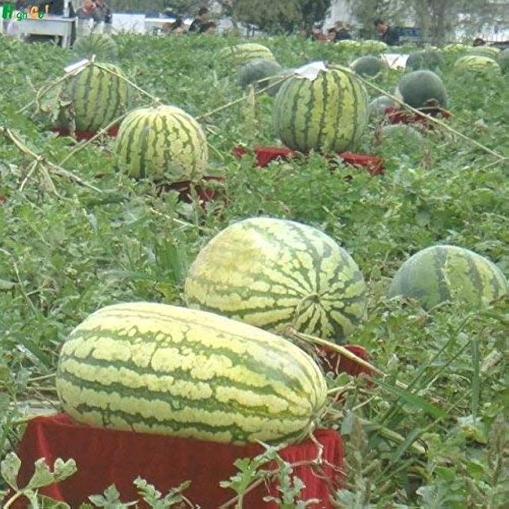 Ruby Watermelon Seeds