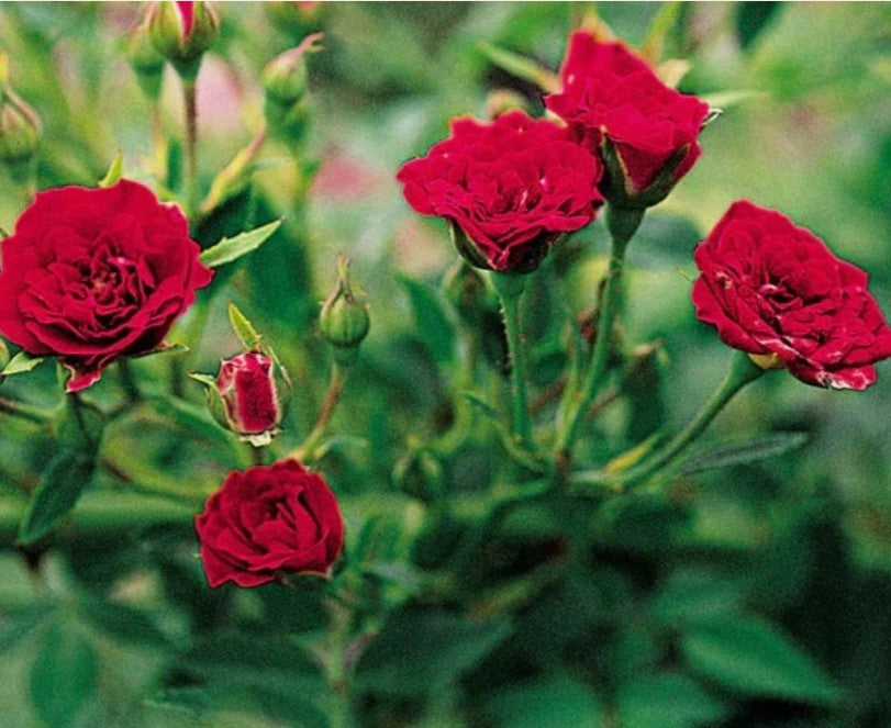 Climbing Rose Flower Seeds