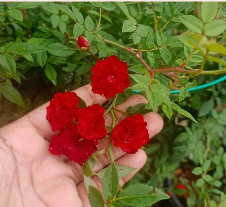 Climbing Rose Flower Seeds