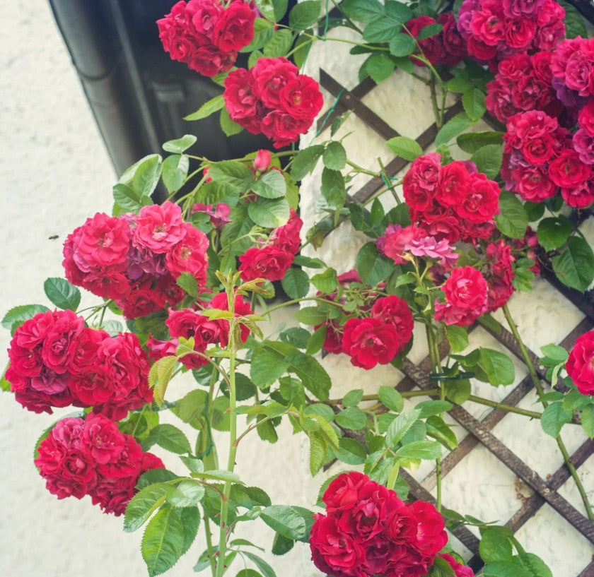 Climbing Rose Flower Seeds