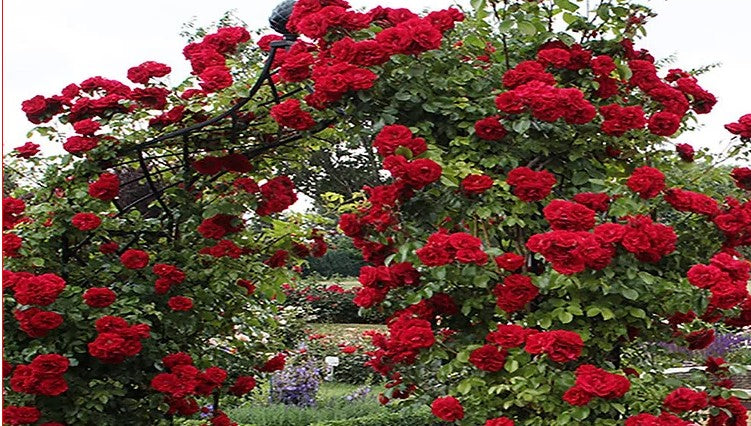 Climbing Rose Flower Seeds